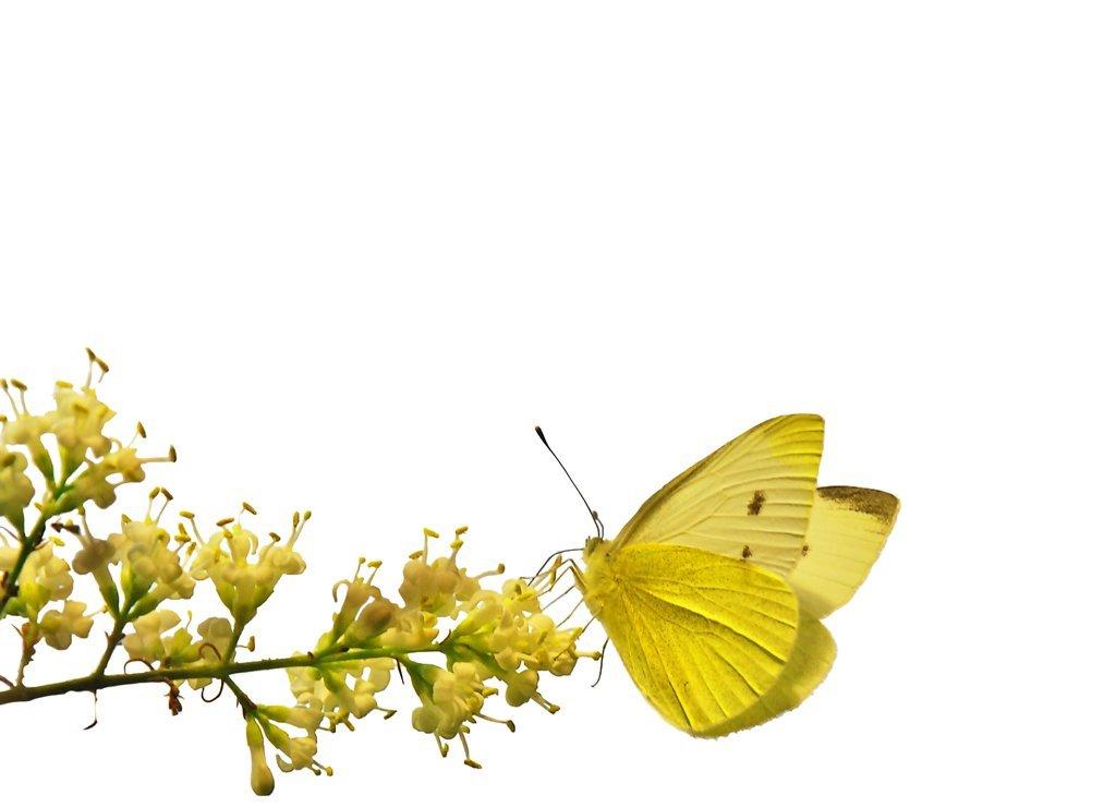 Metamorphosis